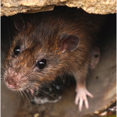 rat control Waltham forset