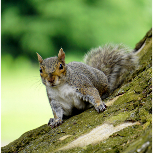 Squirrel Control Waltham Forset