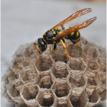 Wasp nest removal Waltham Forset
